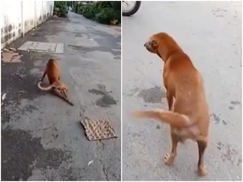 Màn trình diễn ấn tượng của chú chó khiến cư dân mạng không thể rời mắt - Ảnh 3.