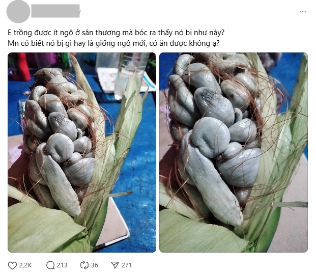 Trồng ngô trên sân thượng: Hiện tượng kỳ lạ khiến nhiều người hoang mang - Ảnh 1.