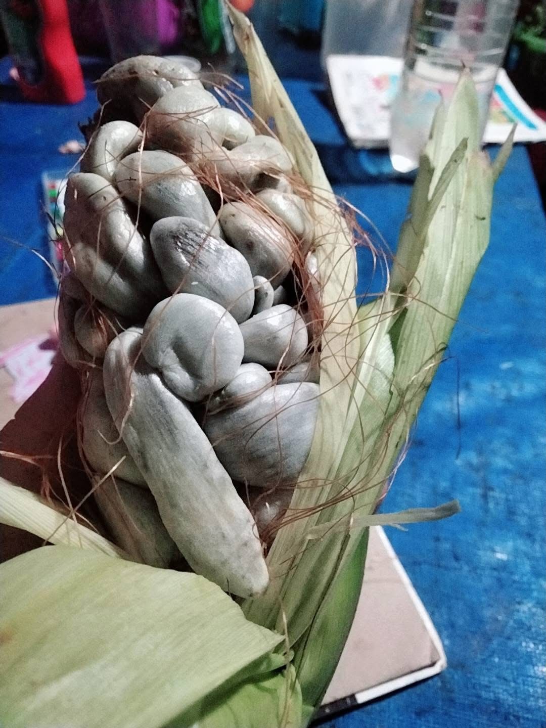Trồng ngô trên sân thượng: Hiện tượng kỳ lạ khiến nhiều người hoang mang - Ảnh 2.
