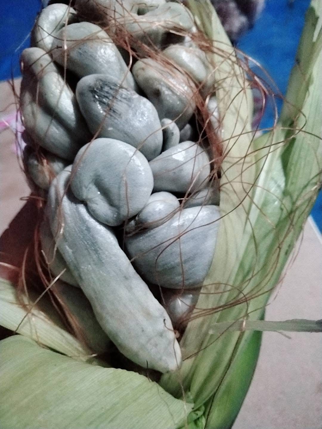 Trồng ngô trên sân thượng: Hiện tượng kỳ lạ khiến nhiều người hoang mang - Ảnh 3.