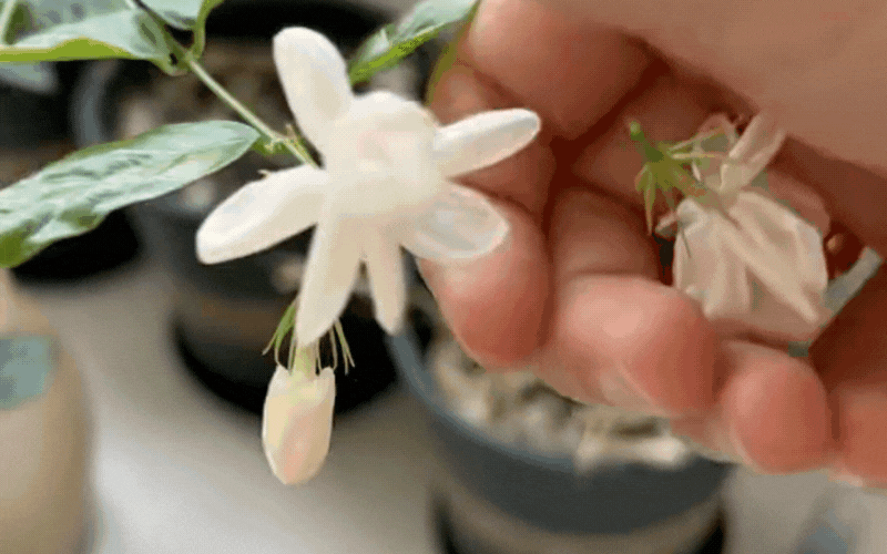 Tại sao bạn không gặp may mắn? Có thể do phong thủy ngôi nhà của bạn đang kém - Ảnh 2.